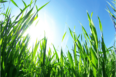 Best Medicine to Treat Grass Allergy