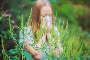 Fall Ragweed Season Allergies: Symptoms & Treatments
