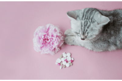 My Story: Living With Cat Allergies