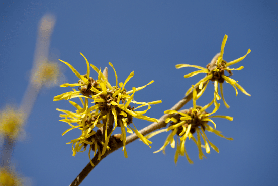 Witch Hazel, natural topical remedy for hemorrhoids and skin care