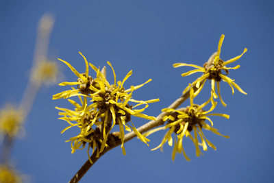 Tips on Using Witch Hazel